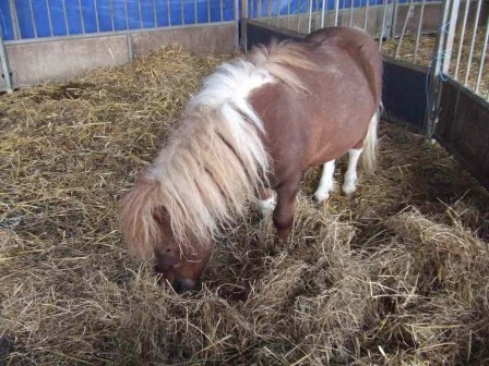 Poney.JPG